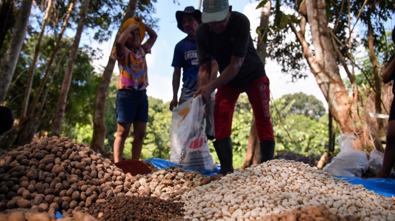 Técnica “muvuca de sementes” já plantou mais de 250 kg na Amazônia em 2026