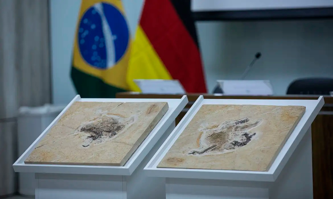 Repatriação de fósseis ganha força e mobiliza autoridades brasileiras