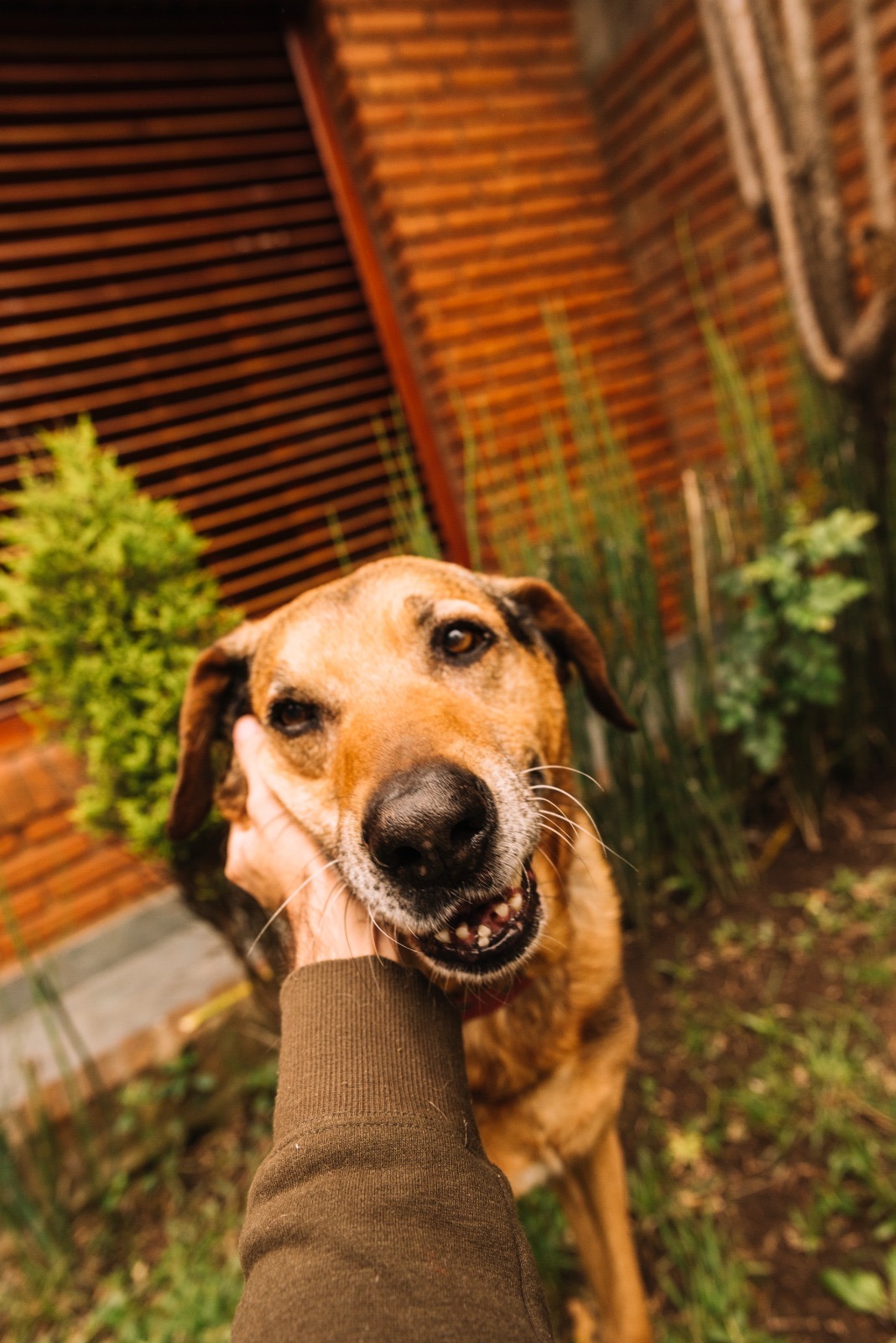 Evento pet oferece serviços gratuitos e conscientização animal