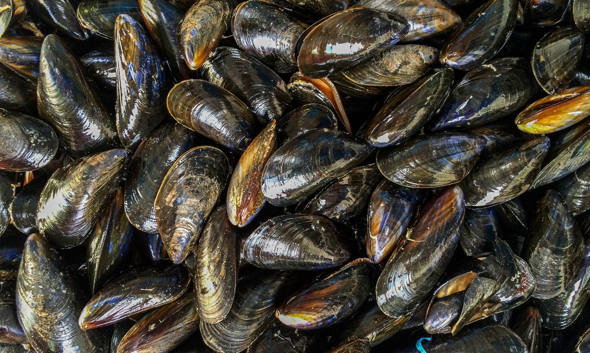 Mexilhões ingerem microplásticos no oceano