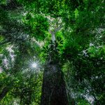 Redução das queimadas em 2025 reforça importância da prevenção ambiental