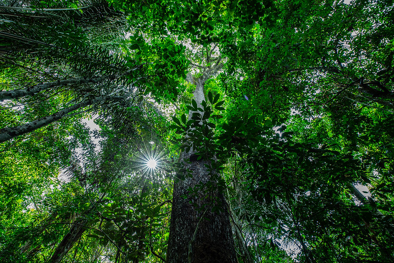 Redução das queimadas em 2025 reforça importância da prevenção ambiental