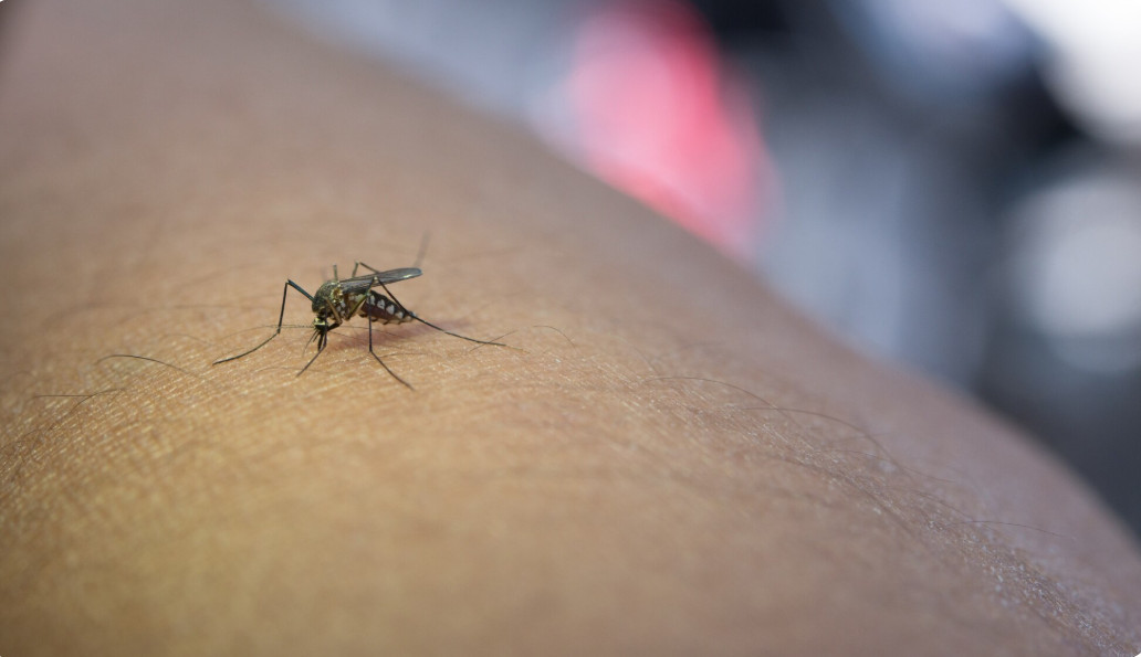 Doenças transmitidas por mosquitos exigem prevenção no Brasil
