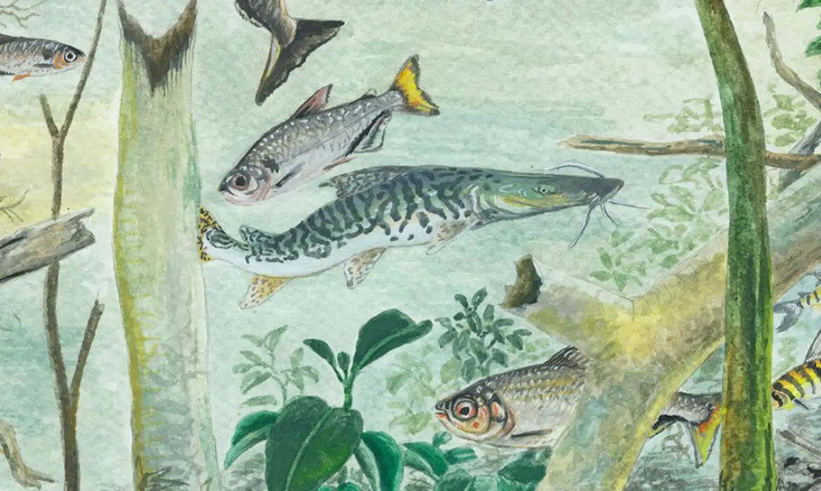 Conservação da Amazônia é vital para milhares de espécies de peixes