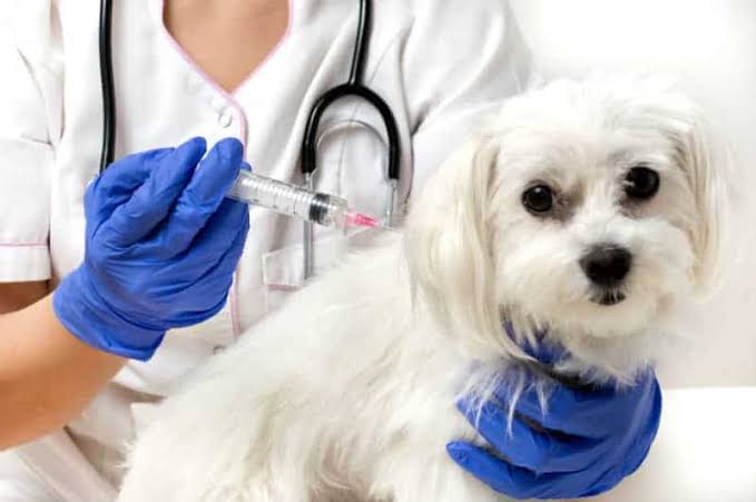 Vacinação antirrábica em Manaus: veja como será a campanha para cães e gatos
